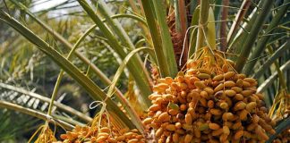 Inilah Kurma Termahal di Dunia